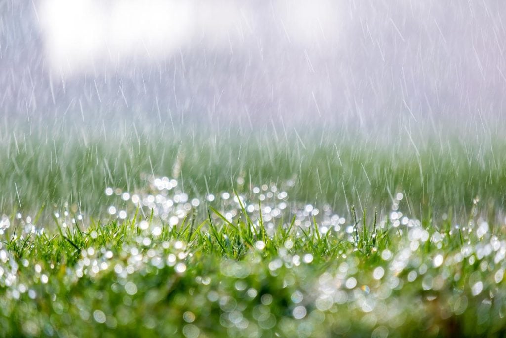 rain droplets on the grass