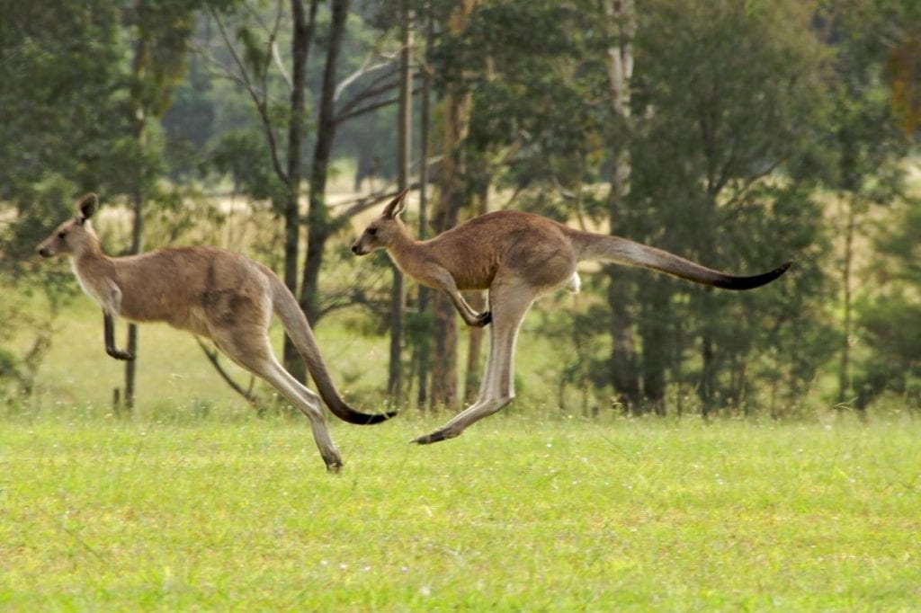 a pair of red kangaroos jumping