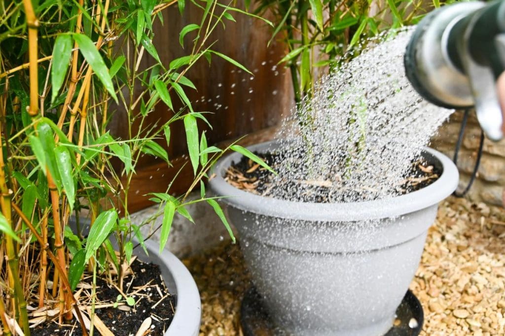 watering potted plants