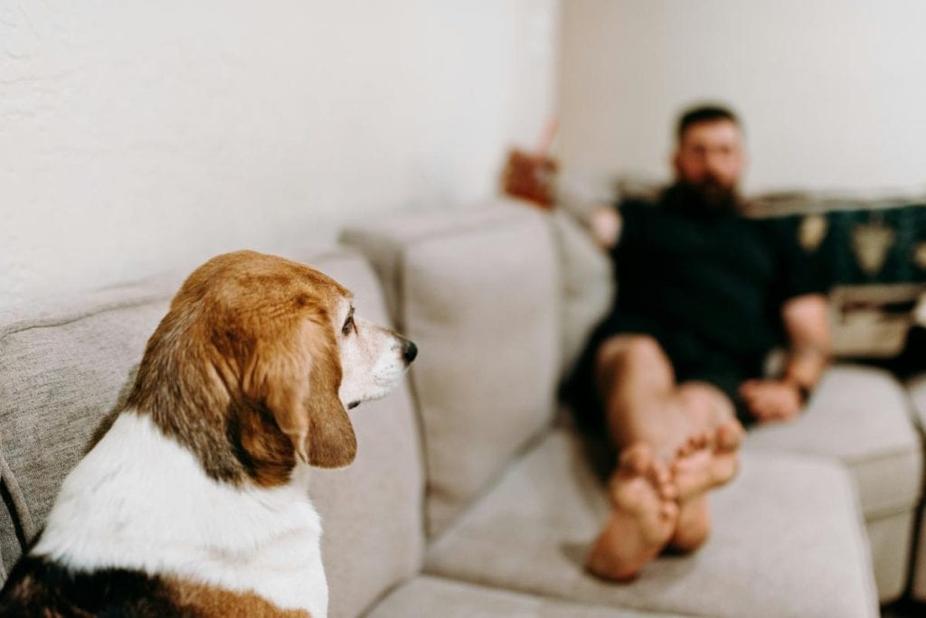 beagle and man sitting on couch