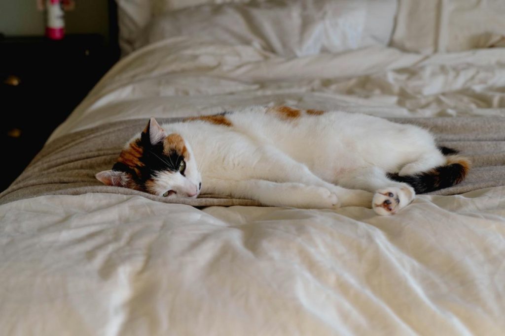 cat sleeping on bed