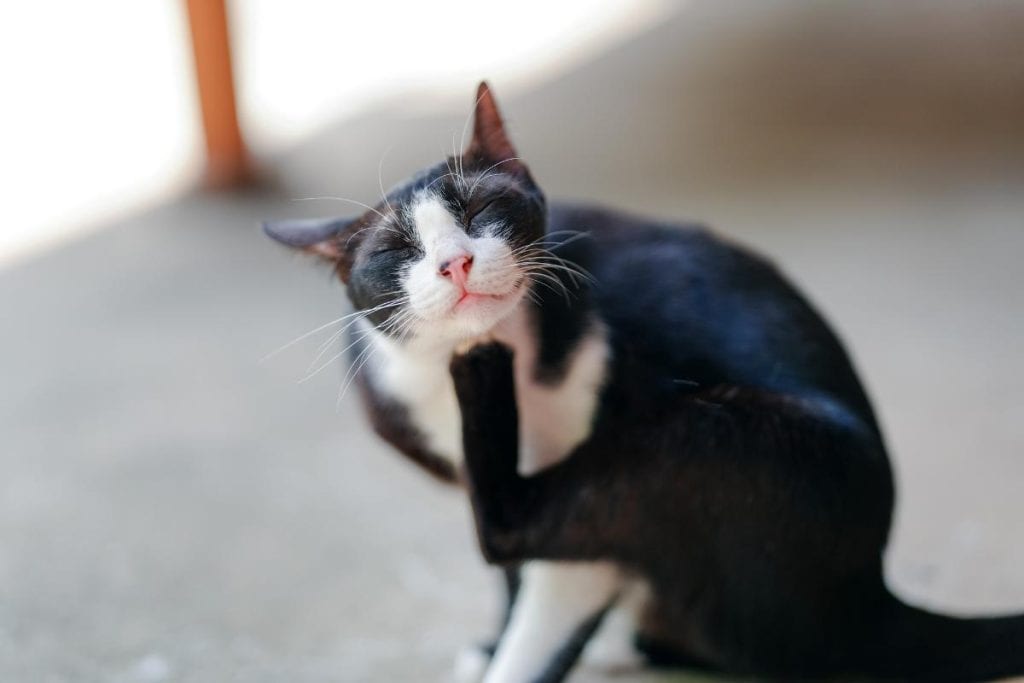 cat using foot to scratch chin