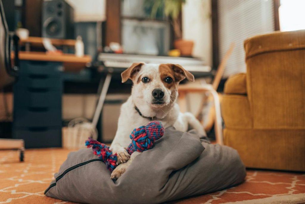 dog with toy on pillow