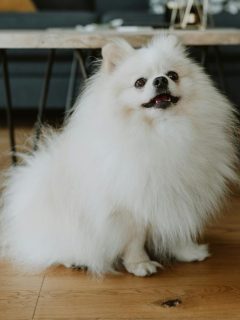 fluffy white pomeranian looking up at camera