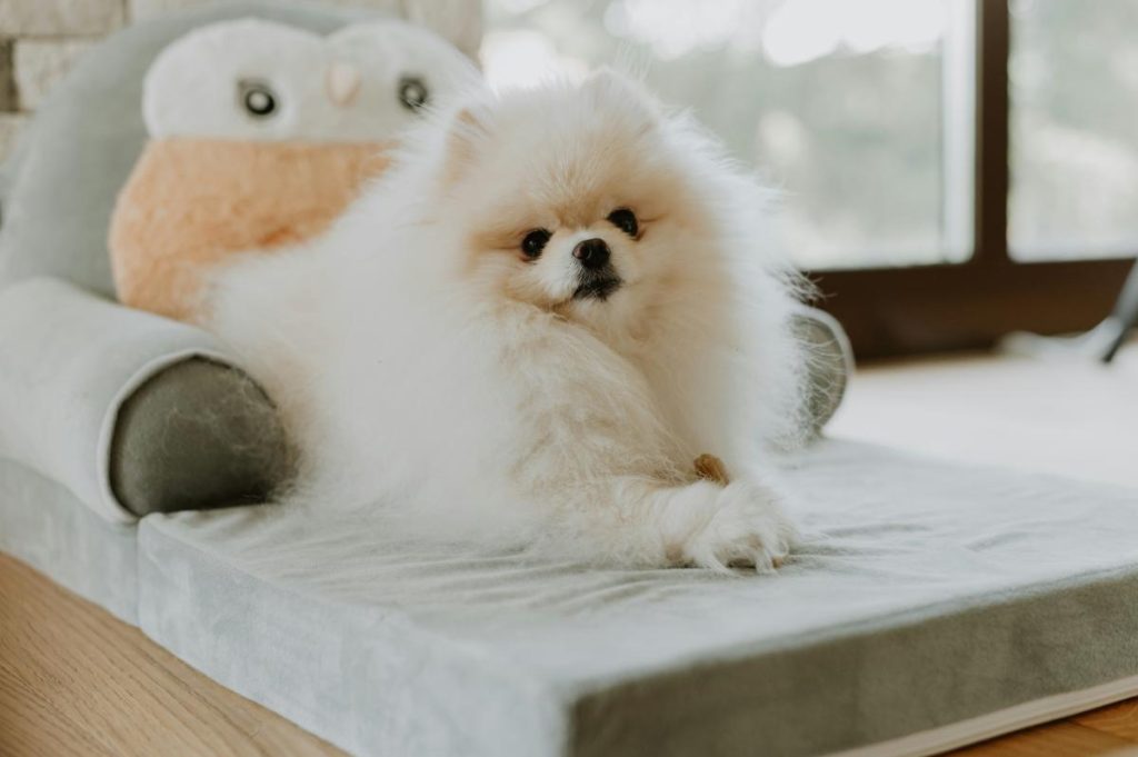 fluffy white Pomeranian on dog bed