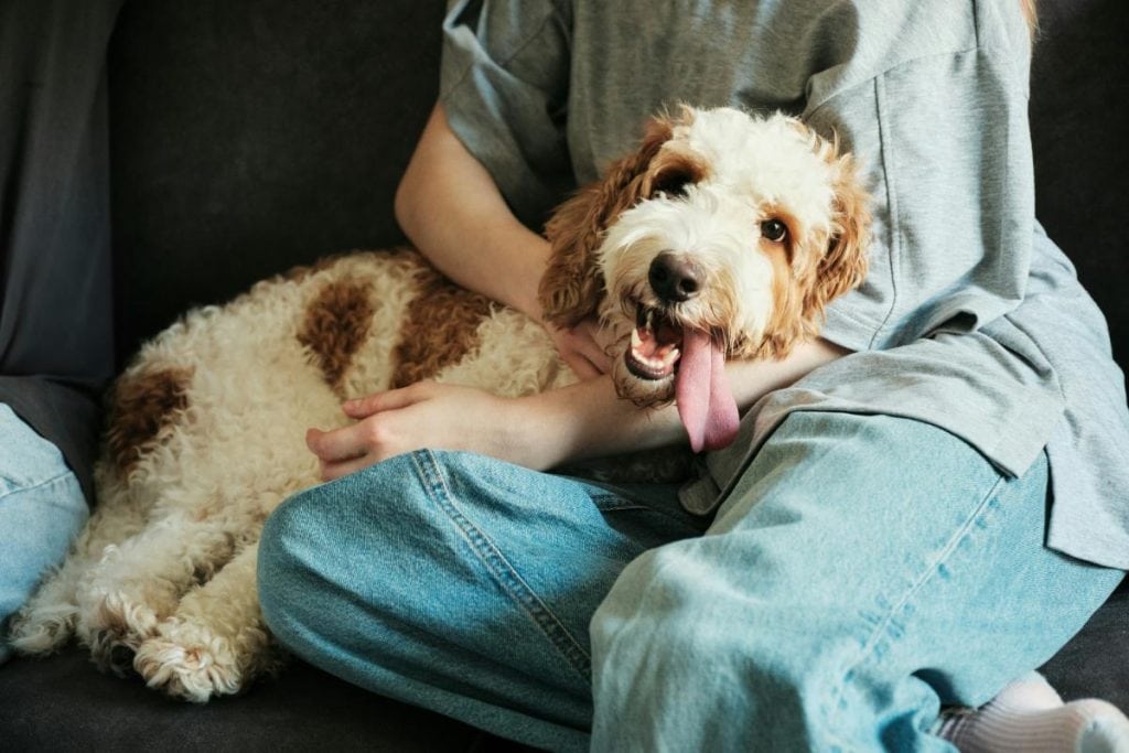 labradoodle on person's lap on couch