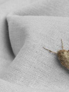 moth on white cloth