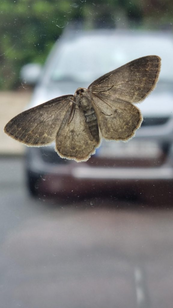 moth on window