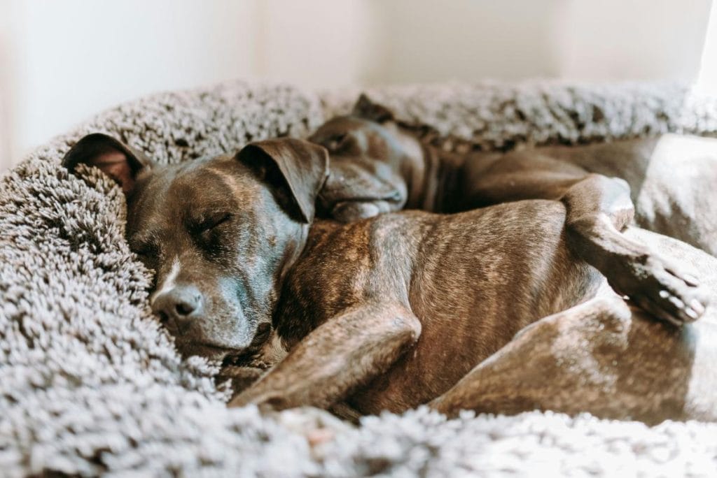 two dogs laying on a fuzzy gray dog bed