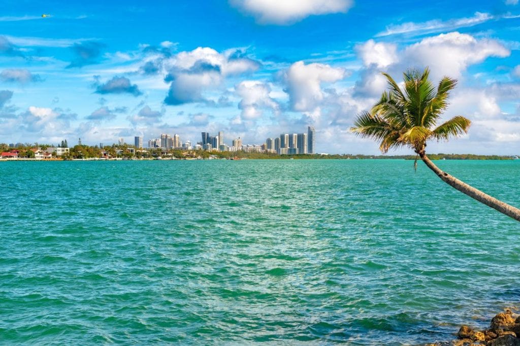 miami skyline in background with palm tree in foreground