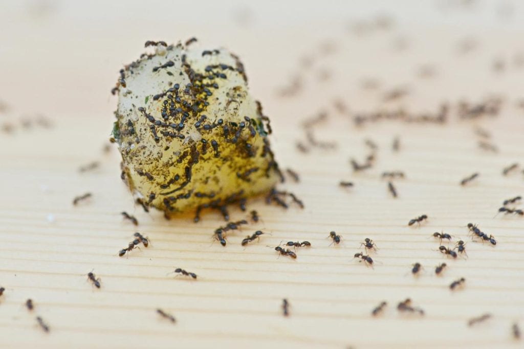 ants on a piece of food indoors