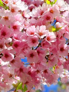 cherry blossoms in full bloom