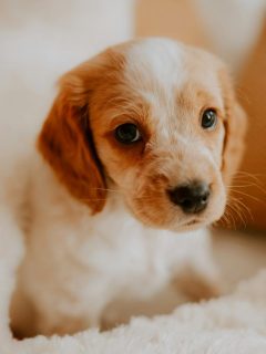 puppy on fluffy white blanket