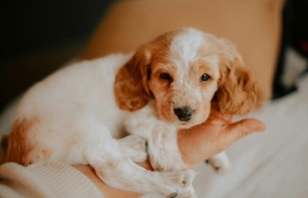 person holding a puppy