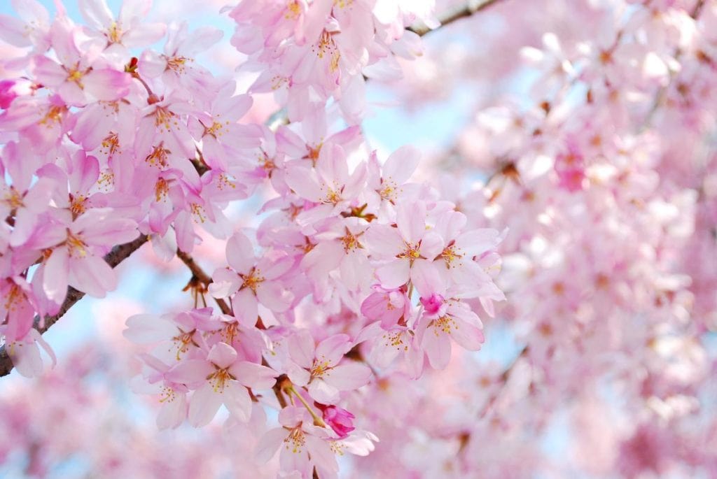 pretty pink cherry blossoms with blue sky peeking through