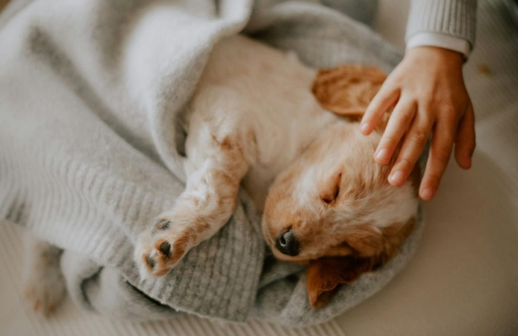 puppy wrapped in a gray blanket or sweater