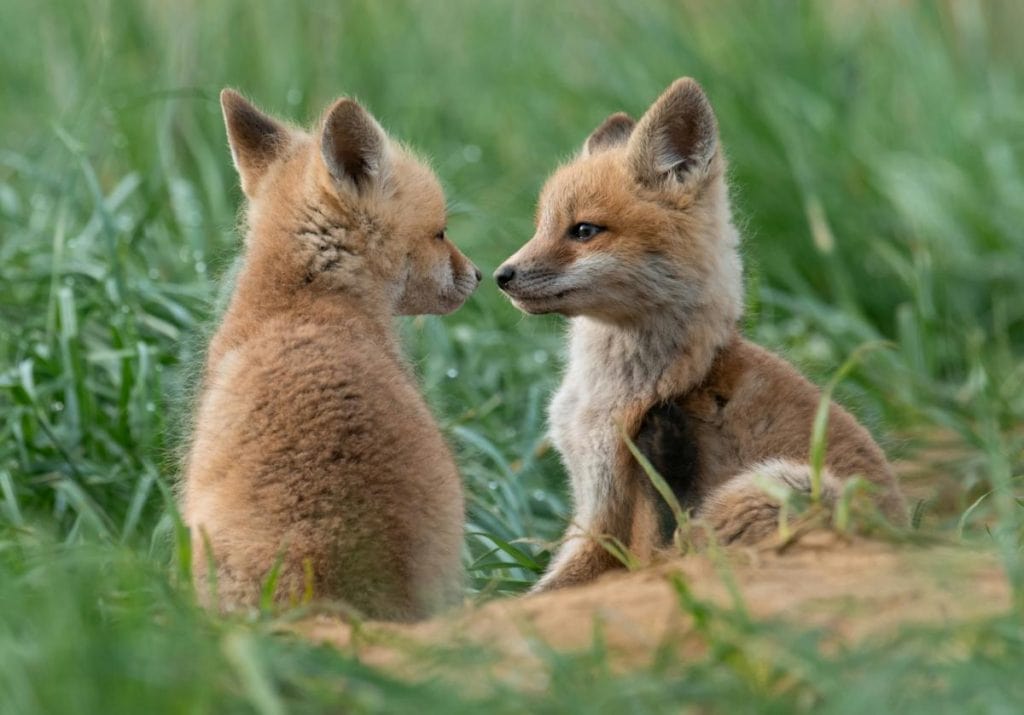 baby red foxes in a grassy field