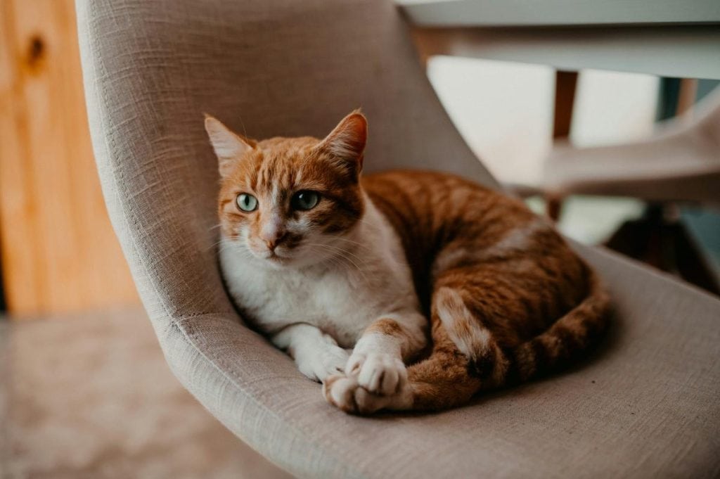 orange and white cat sitting on an office chair