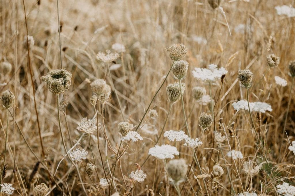 wildflowers in a meadow