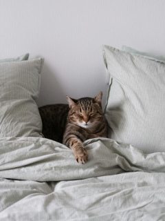 cat sleeping on a bed between pillows