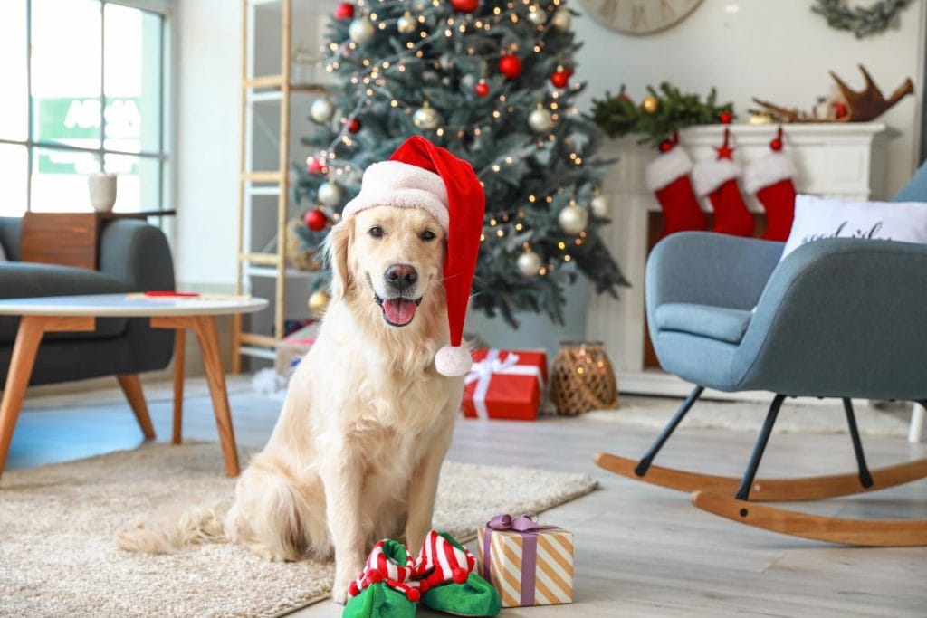 golden retriever in a santa hat in front of the christmas tree