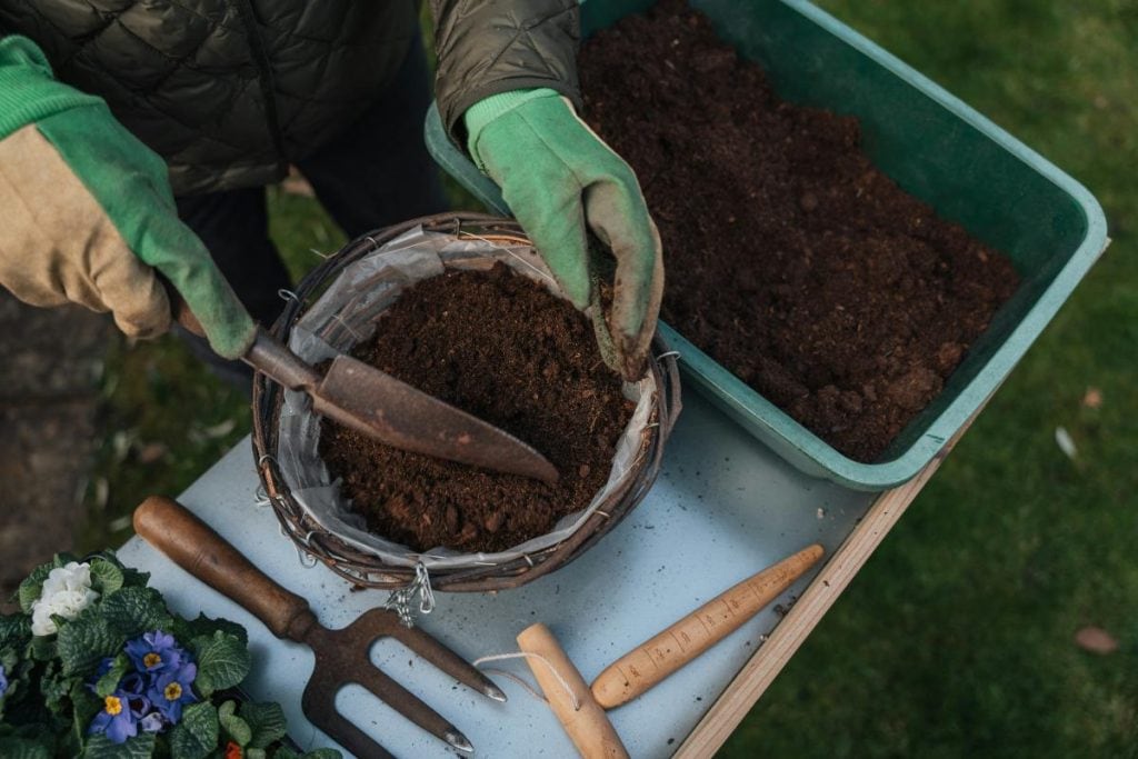 person transplanting flowers 