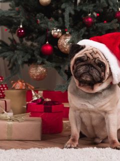 pug in a santa hat in front of a christmas tree with gifts underneath