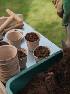 putting soil into small pots