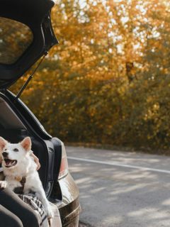 woman and dog sitting in trunk of suv