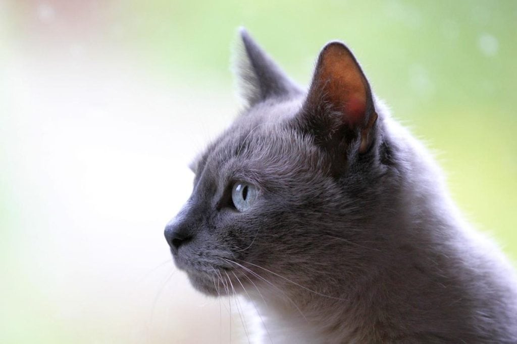 a gray cat looking to the left
