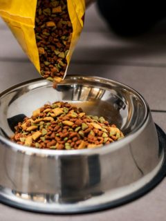 Pouring dry kibble into a pet food bowl—leaving pet food out can attract pests like ants and rodents.