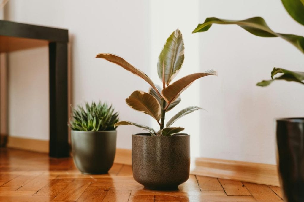 Indoor potted plants on a wood floor—overwatered houseplants with soggy soil can attract gnats and other moisture-loving pests.