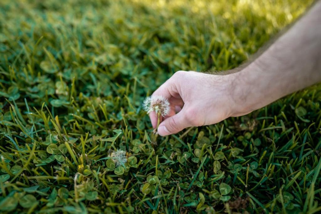 Close-up of a person hand-pulling a dandelion from a yard—removing weeds helps prevent them from spreading and improves lawn health.