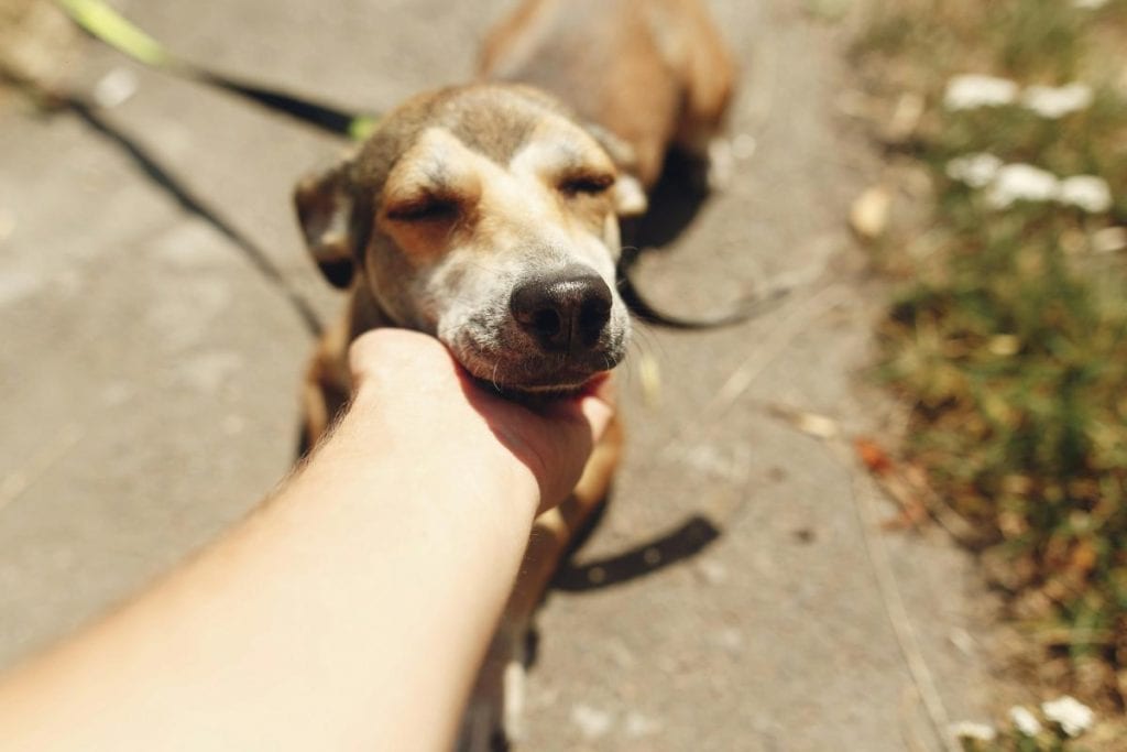 person reaching out to pet a dog under the chin