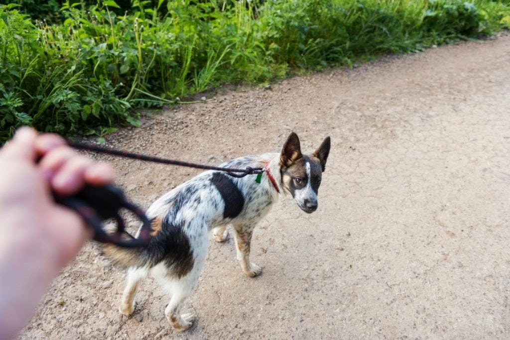 walking a dog on a rural road