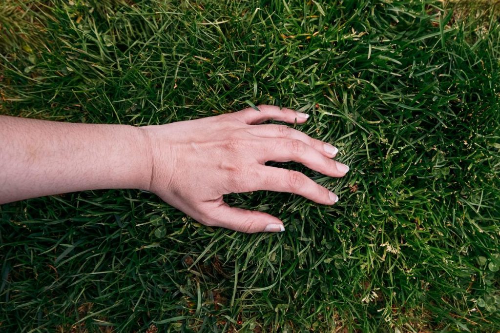 Hand gently touching thick, healthy grass—consistent care and proper lawn maintenance create a soft, beautiful lawn for summer.