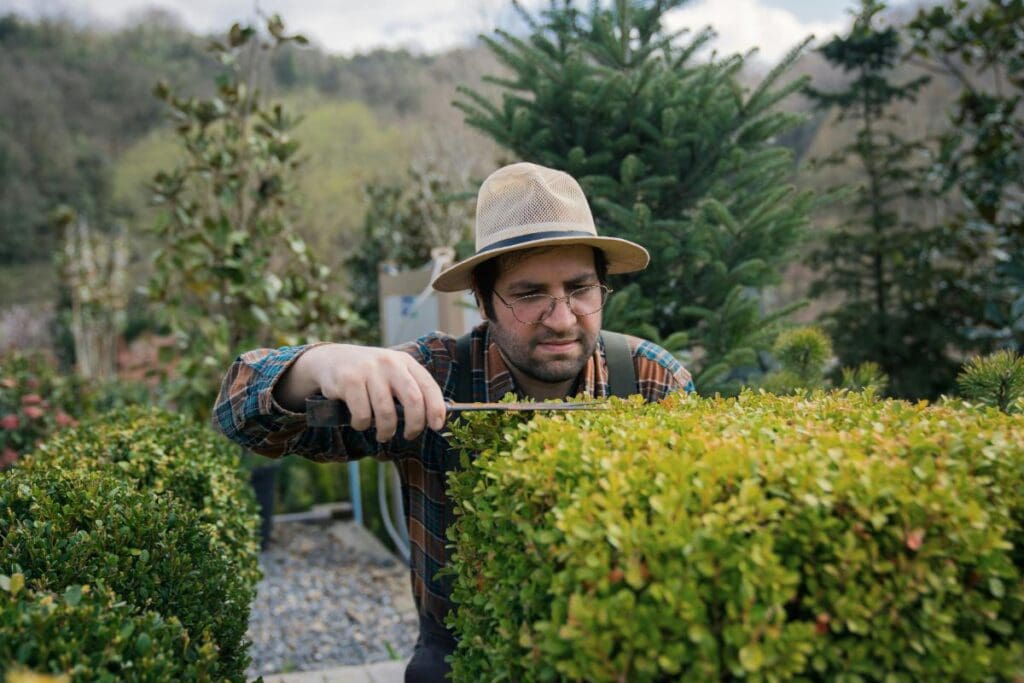 Male gardener wearing a hat carefully trimming a lush box hedge with hand shears.
