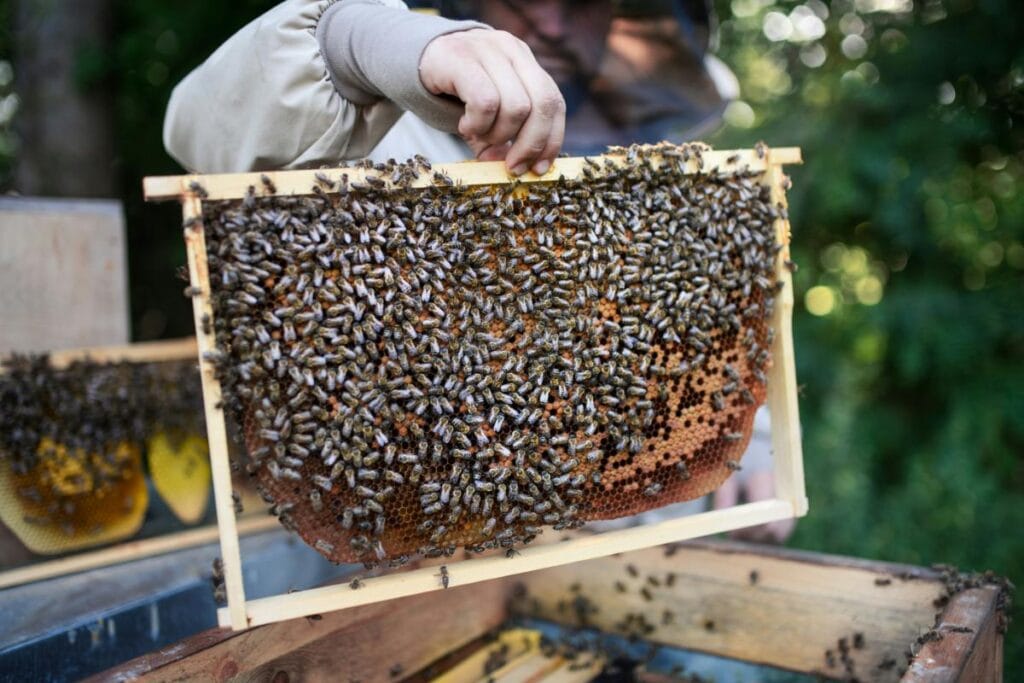 Beekeeper inspecting a wooden hive frame covered in bees, showing healthy brood and honeycomb during a hive check in a lush outdoor setting.