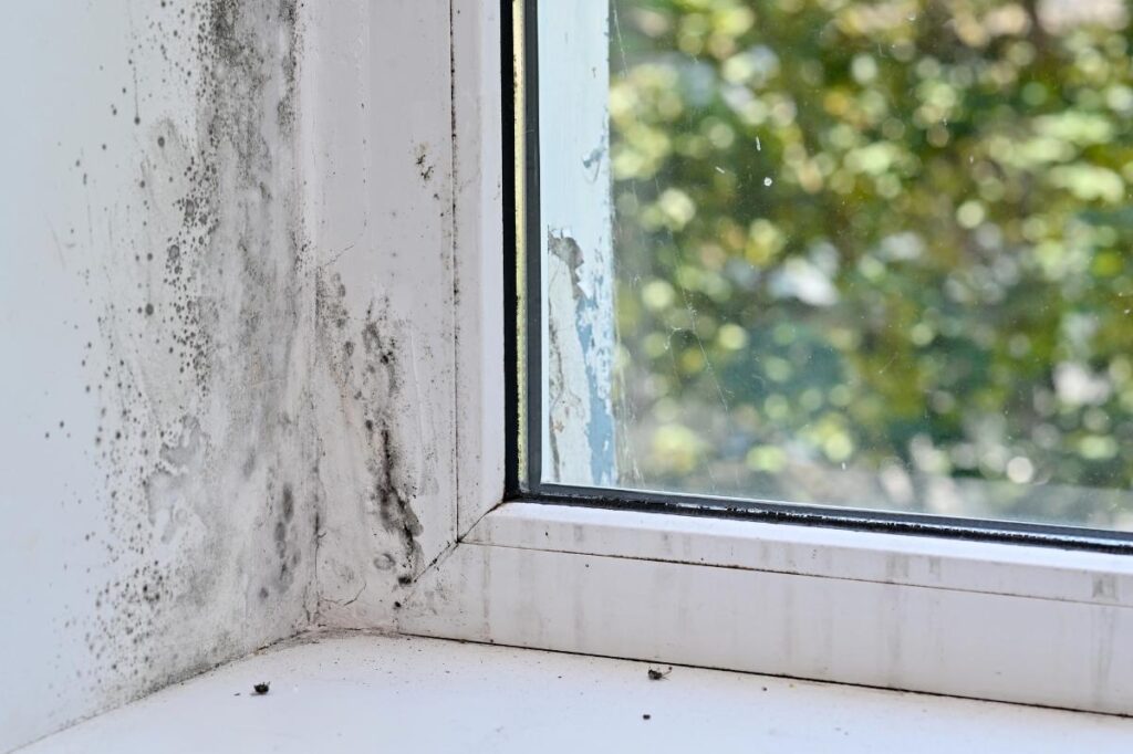Severe black mold spreading around a poorly sealed window frame, showing signs of water damage and condensation issues.
