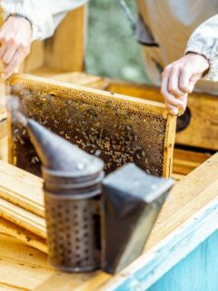Person in protective beekeeping suit removing a frame filled with bees and honeycomb from a wooden hive box, with a smoker tool resting nearby.