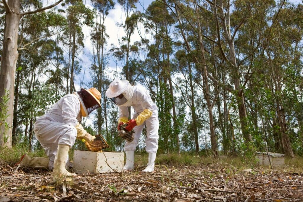 Two beekeepers in full protective suits working together outdoors, inspecting a hive frame and using a smoker to calm the bees in a forested area.