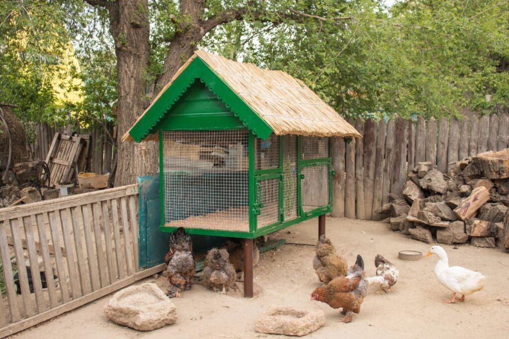 chickens and a duck around a metal chicken coop in a backyard