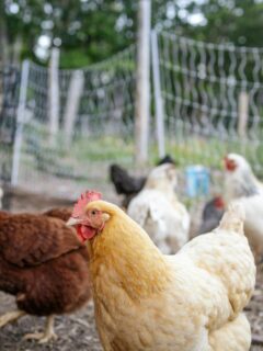 chickens in a fenced in area