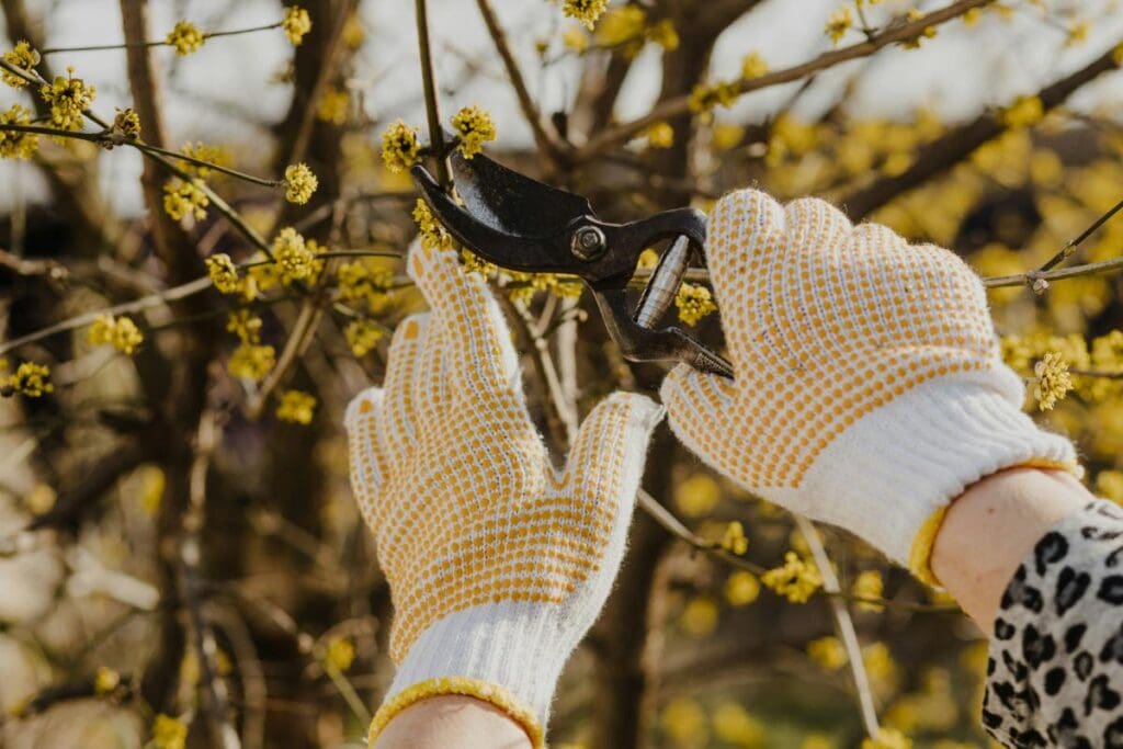 Person wearing dotted gardening gloves uses pruning shears to trim a small branch with yellow blossoms.