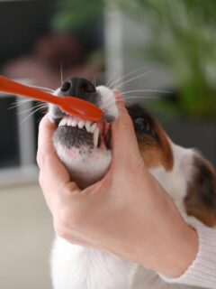 Close-up of a small dog with white and brown fur, possibly a Jack Russell Terrier, having its teeth brushed with an orange toothbrush by its owner.