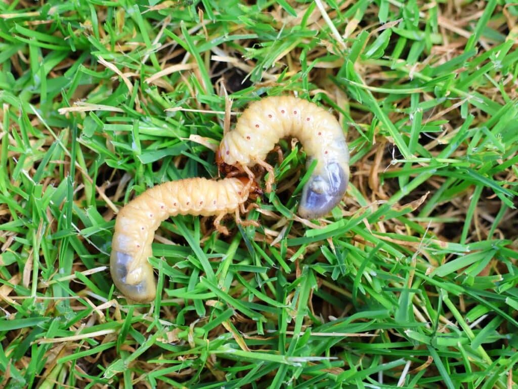 Close-up of two white lawn grubs lying on green grass, common summer pests that damage turf by chewing roots.