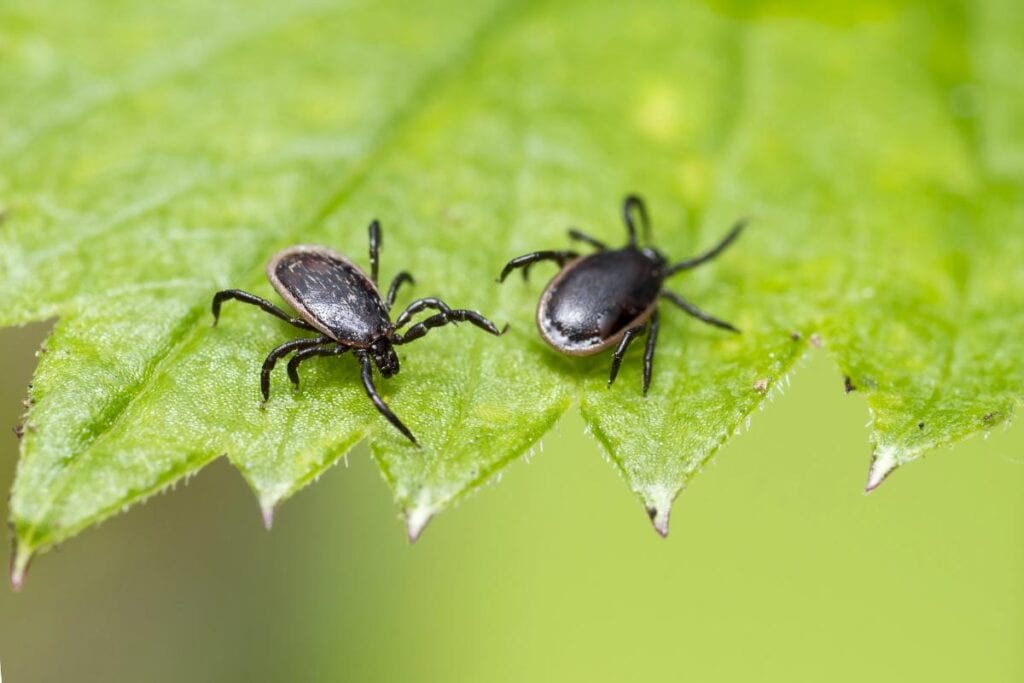 Two blacklegged ticks crawling on a green leaf, illustrating the risk of tick-borne illnesses in summer.