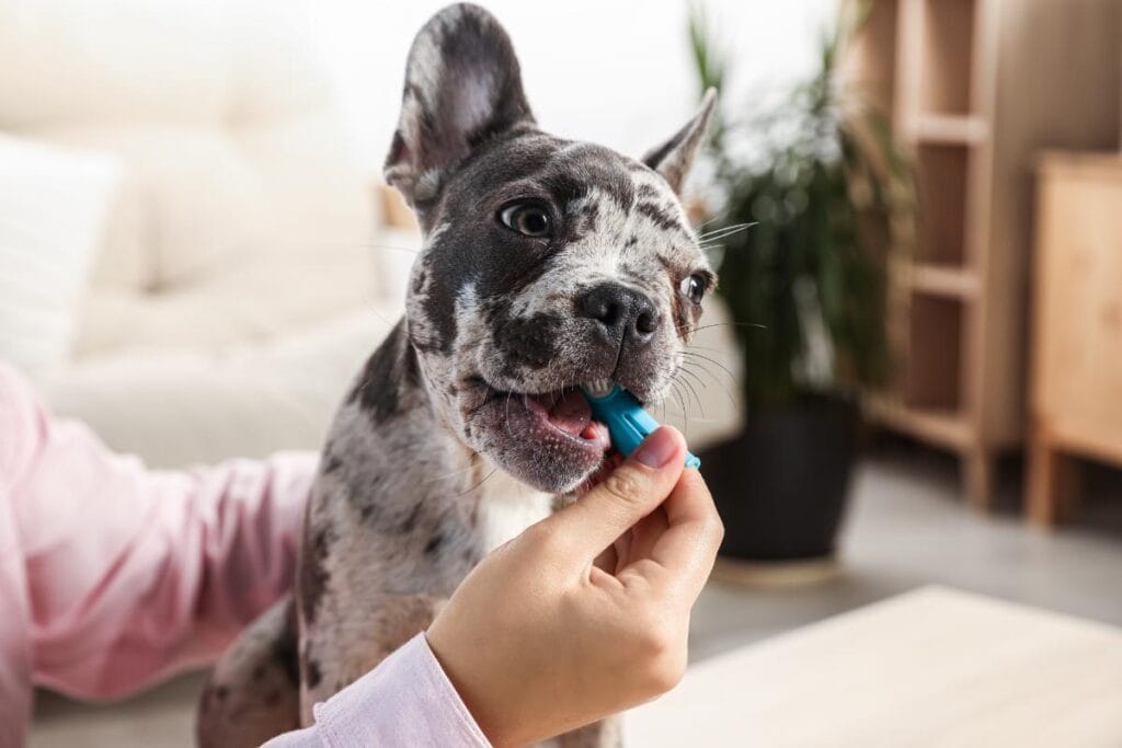 Merle-coated French Bulldog puppy getting its teeth brushed with a blue finger toothbrush, promoting at-home dog dental care.