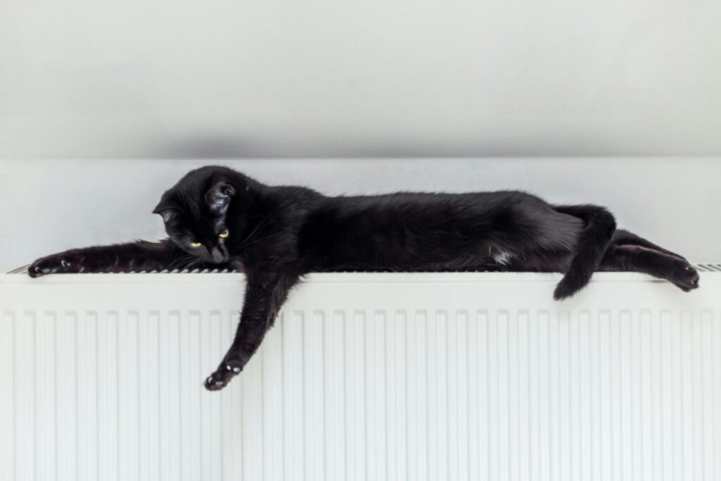 cat resting on a radiator