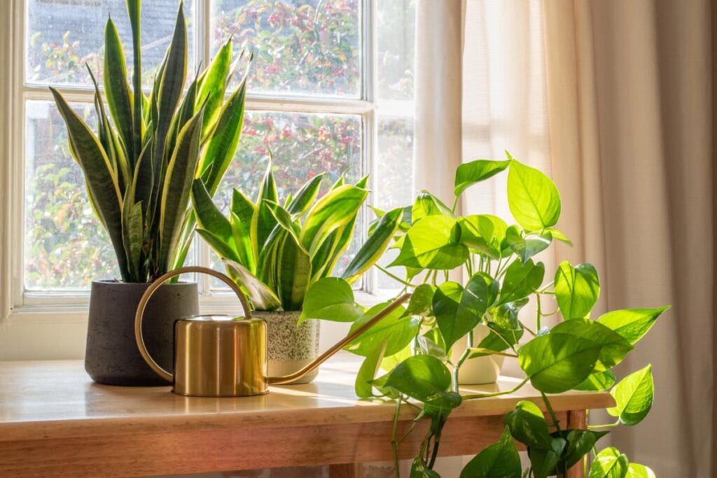 Snake plants and pothos in pots on a sunny windowsill with a gold watering can, brightening a rental home interior.